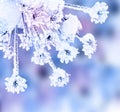 Flower Heracleum or hogweed, cow parsnip in winter with frozen ice crystals in snow