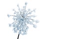 Flower ( Heracleum sphondylium ) in winter covered of hoarfrost with frozen ice crystals in winter on white background Royalty Free Stock Photo