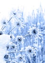 Flower Heracleum in winter with frozen ice crystals in snow