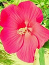 Hibiscus flower Royalty Free Stock Photo