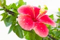 Flower Hibiscus-Malvaceae Royalty Free Stock Photo