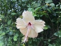 Flower of Hibiscus Plant in Tropical Country