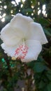 Flower, Hibiscus rosa, white, green, garden, nature, blooming Royalty Free Stock Photo