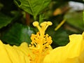 Flower Hibiscus with yellow petals