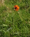 Flower of Hieracium aurantiacum at the edge of the forest Royalty Free Stock Photo