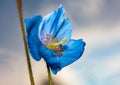 Flower Himalayan blue poppy Meconopsis betonicifolia