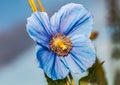 Flower Himalayan blue poppy Meconopsis betonicifolia Royalty Free Stock Photo