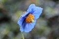 Flower , Himalayan blue poppy & x28;Meconopsis betonicifolia& x29;
