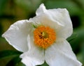 Flower of Himalayan peony, Paeonia emodi, ood-e-saleeb Royalty Free Stock Photo