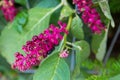 Flower of Himalayan Pokeweed, Indian Poke in reddish purple