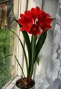 Flower Hippeastrum Hybrid Red