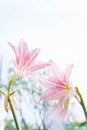 Flower Hippeastrum Looks like a lily white with pink stripes. Pl