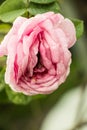 Erotic rose flower Royalty Free Stock Photo