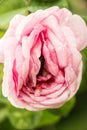 Erotic rose flower Royalty Free Stock Photo