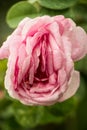 Erotic rose flower Royalty Free Stock Photo