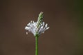 Flower of a hoary plantain