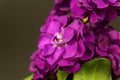 Flower of a hoary stock, Matthiola incana