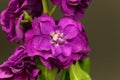 Flower of a hoary stock, Matthiola incana