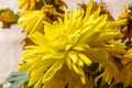 Flower of home yellow chrysanthemum in the background drying flowers, selective focus