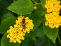 Flower and Honey Bee at Intercontinental Resort and Spa Hotel in Papeete, Tahiti, French Polynesia Royalty Free Stock Photo