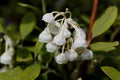 Flower of a Honeycup, Zenobia pulverulenta