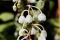 Flower of a Honeycup, Zenobia pulverulenta