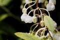 Flower of a Honeycup, Zenobia pulverulenta