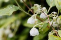 Flower of a Honeycup, Zenobia pulverulenta