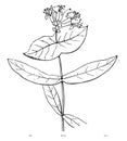 Flower, Honeysuckle, arching, shrubs, twining, bines, Caprifoliaceae, clusters vintage illustration