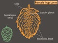 Flower, hop structure. Beer ingredient. Education agronomists and brewers neon color.