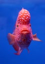 Flower horn cichlid fish on blue screen