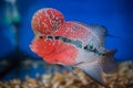 Flower Horn Fish Royalty Free Stock Photo