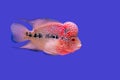 Flower horn fish Royalty Free Stock Photo