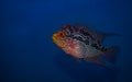 Flower horn fish - blue background