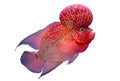 Flower Horn Fish Royalty Free Stock Photo