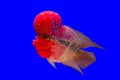 Flower horn fish Royalty Free Stock Photo