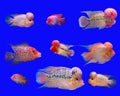 Flower horn fish series Royalty Free Stock Photo
