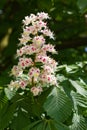 Flower of a horse chestnut tree Royalty Free Stock Photo