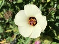 Flower-of-an-hour Hibiscus trionum, Bladder hibiscus, Bladder ketmia, Bladder weed, Flower-of-the-hour, Modesty, Puarangi