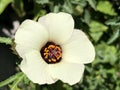 Flower-of-an-hour Hibiscus trionum, Bladder hibiscus, Bladder ketmia, Bladder weed, Flower-of-the-hour, Modesty, Puarangi