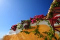 Flower and House