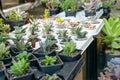 Flower houseplants street shop. Various types of succulent Cactus pot plants - echeveria, sempervivum, flowering plants for trade Royalty Free Stock Photo