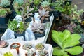 Flower houseplants street shop. Various types of succulent Cactus pot plants - echeveria, sempervivum, flowering plants for trade Royalty Free Stock Photo