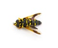 flower, hover, Syrphid or drone fly - Carolinian Elegant - Meromacrus acutus - bright yellow and black colors with stripes that