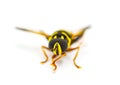 flower, hover, Syrphid or drone fly - Carolinian Elegant - Meromacrus acutus - bright yellow and black colors with stripes that Royalty Free Stock Photo