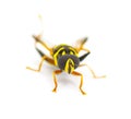 flower, hover, Syrphid or drone fly - Carolinian Elegant - Meromacrus acutus - bright yellow and black colors with stripes that