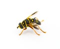 flower, hover, Syrphid or drone fly - Carolinian Elegant - Meromacrus acutus - bright yellow and black colors with stripes that