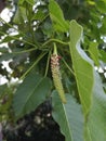 flower of the hura crepitans tree