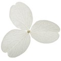 Flower of hydrangea closeup, lat. Hydrangea paniculata, isolated on white background Royalty Free Stock Photo