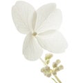 Flower of hydrangea closeup, lat. Hydrangea paniculata, isolated on white background Royalty Free Stock Photo